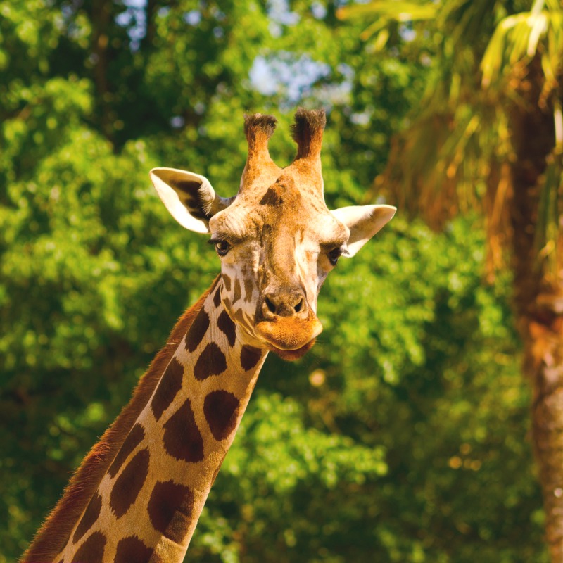 Kids birthday party ideas - visiting a zoo!