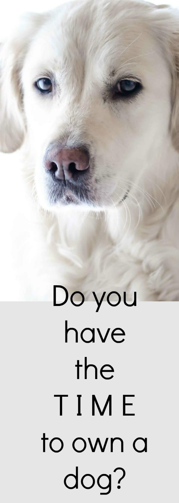 Do you have the time to own a dog?