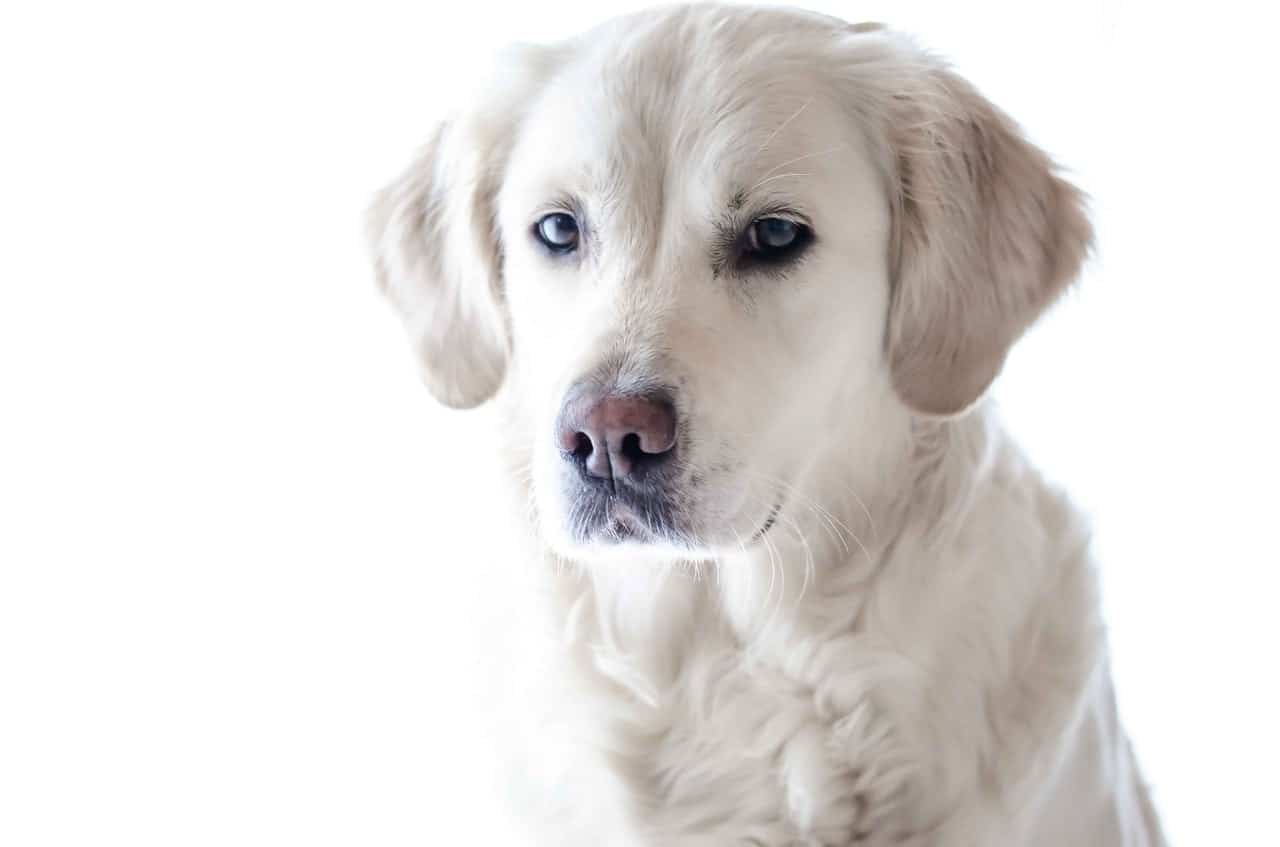 Do you have time to own a dog?