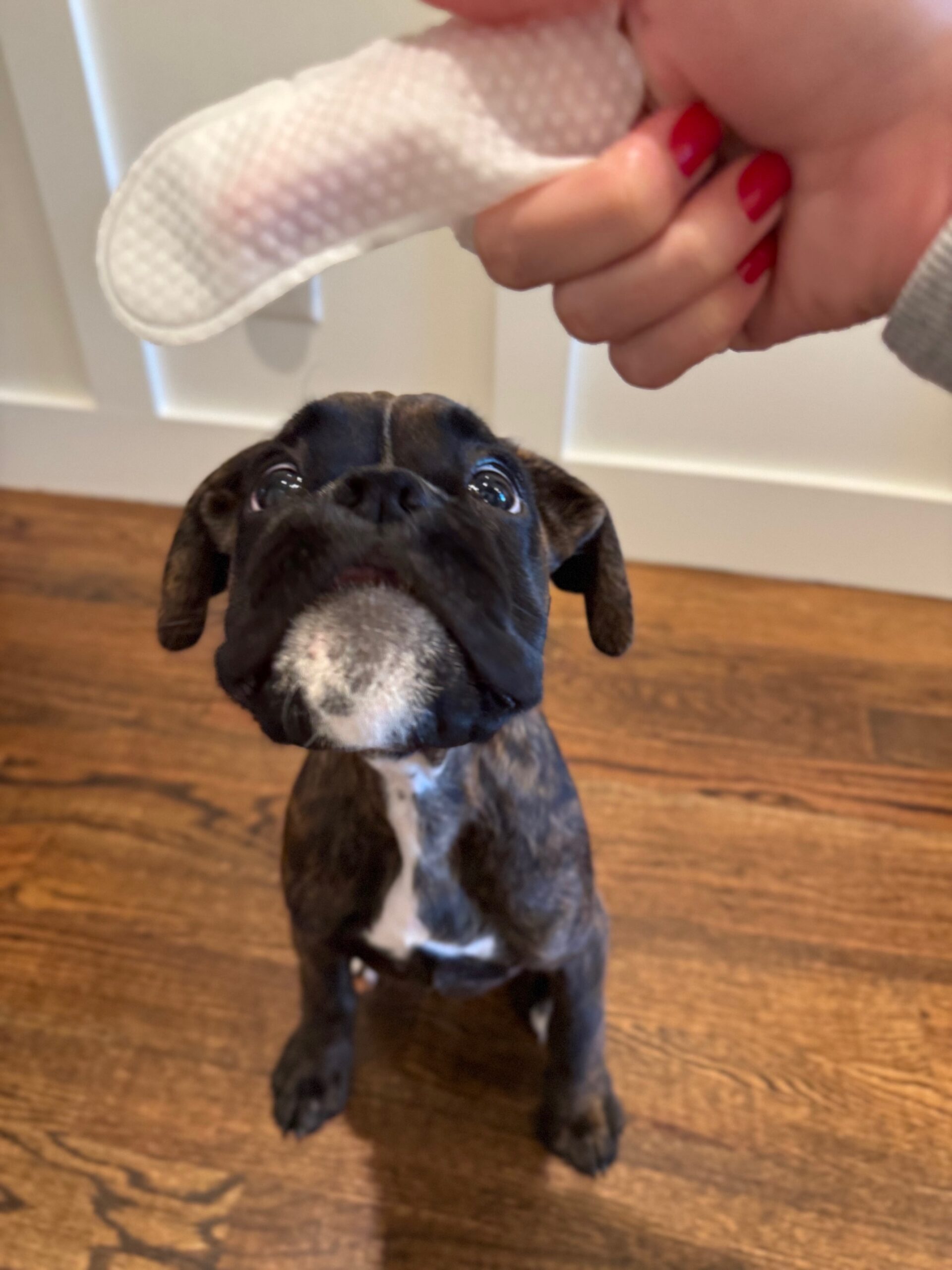 PawSono Pet Ear Wipes