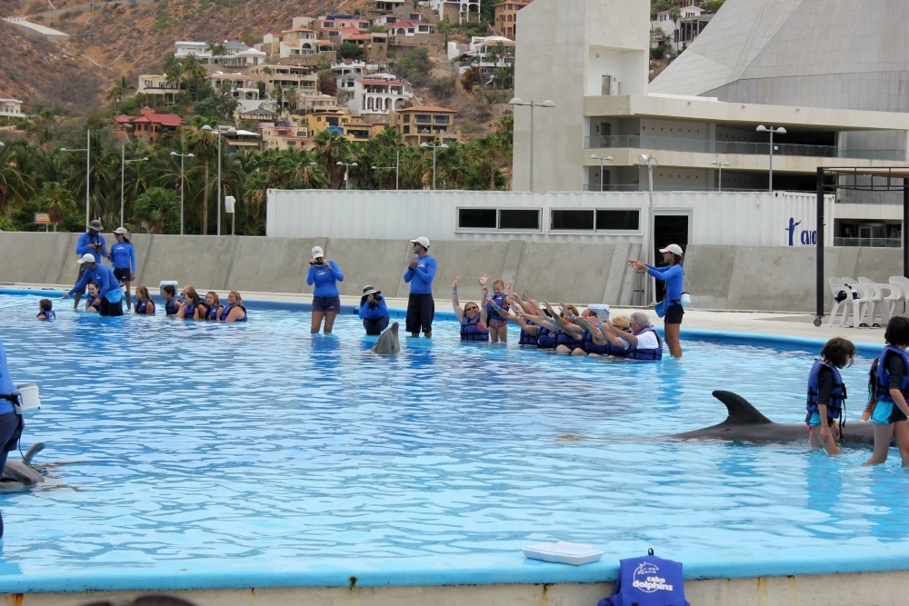 Swimming With Dolphins | Cabo Adventures • The Naptime Reviewer