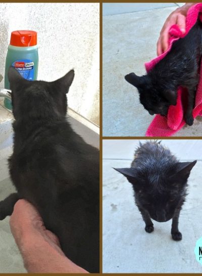 blog roll ·  may 31, 2015 year round flea and tick