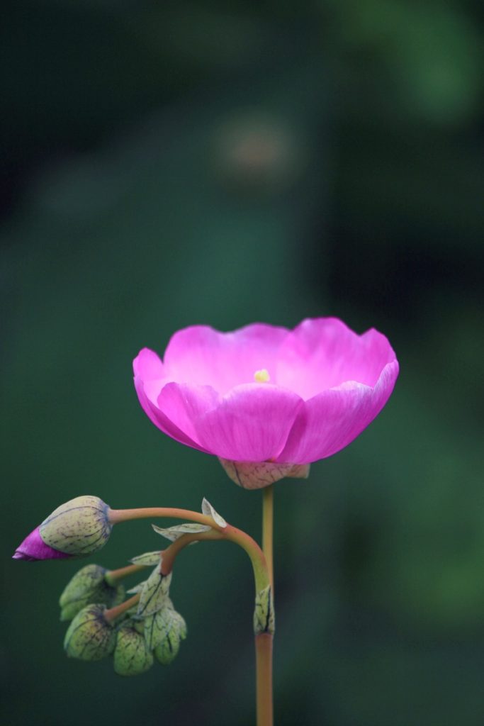 pretty purple flower standing alone.