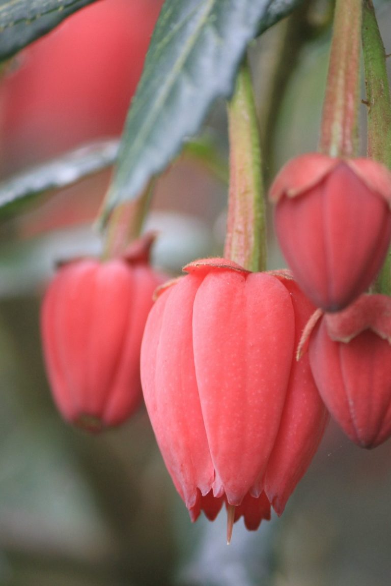 Gardening Galore: Protecting Plant Cuttings and Seeds in Transit