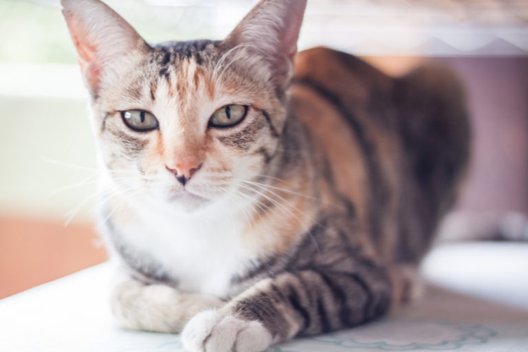 How Avoid The Hidden Horrors In Your Home
