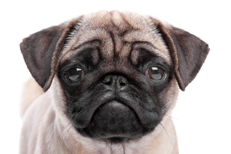 Puppy Love: 5 Celebrity Dogs to Follow in 2017