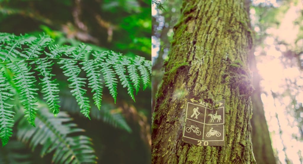 Top 5 Must-Capture Moments on Vacation ferns