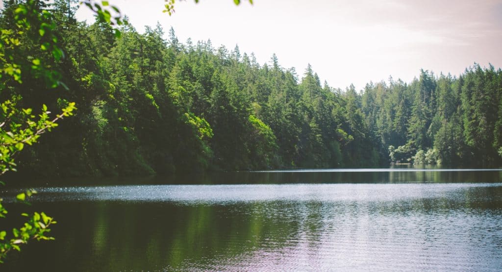 beautiful lake with trees