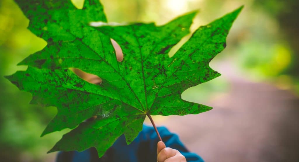 giant leaf with a little kid