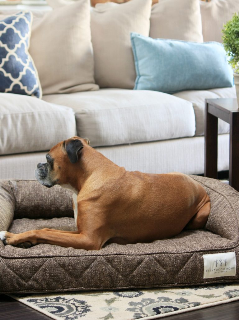Dog Beds That Look Like Furniture | Brentwood Home Runyon Bed
