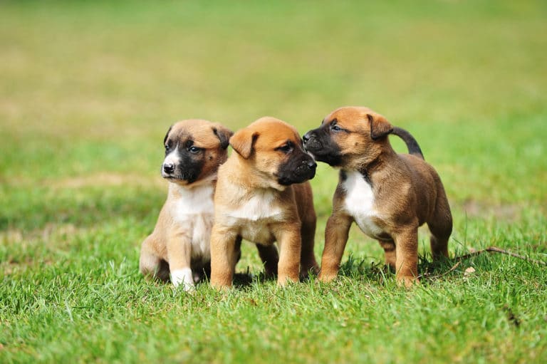 A Furry New Family Member: Things To Consider Before Getting a Dog