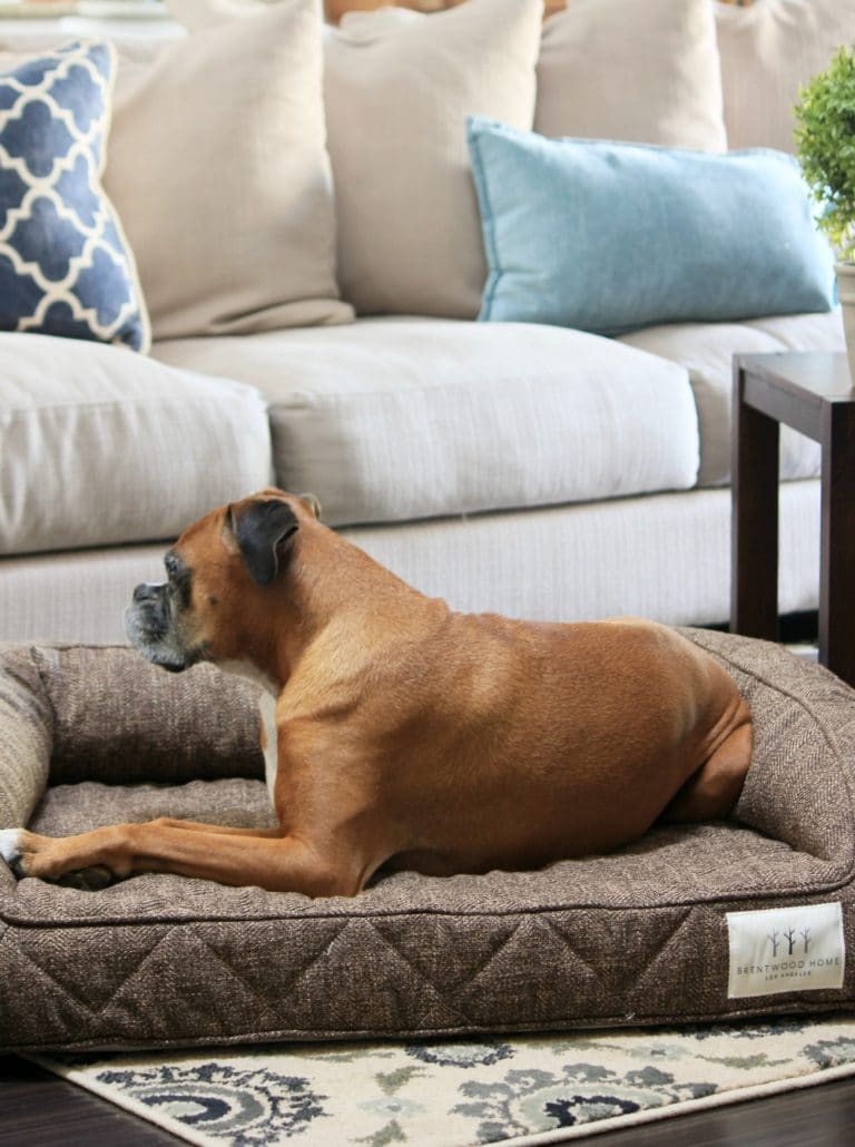 Dog Proof Your Home To Keep Them Safe (And Keep You Sane)