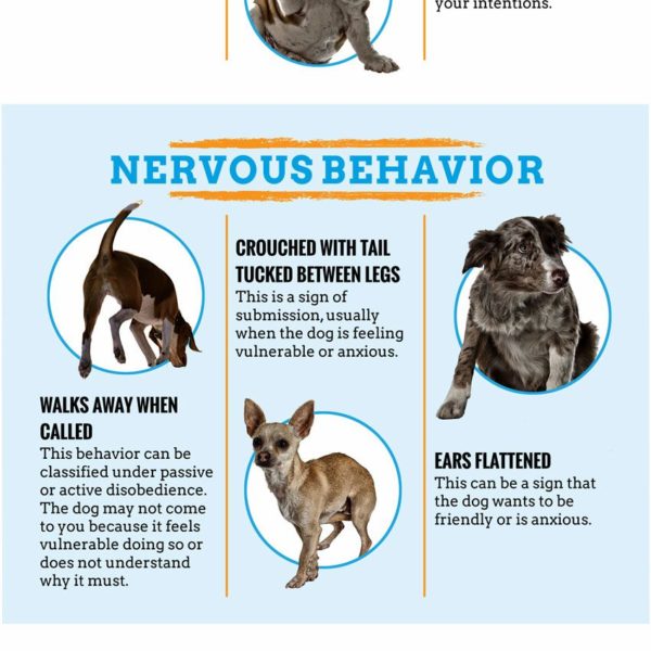 Canine Aggression Warning Signs