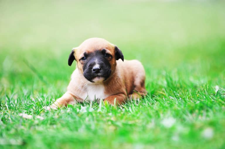 puppy belgian shepherd malinois