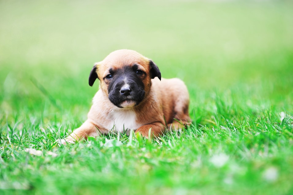 puppy belgian shepherd malinois