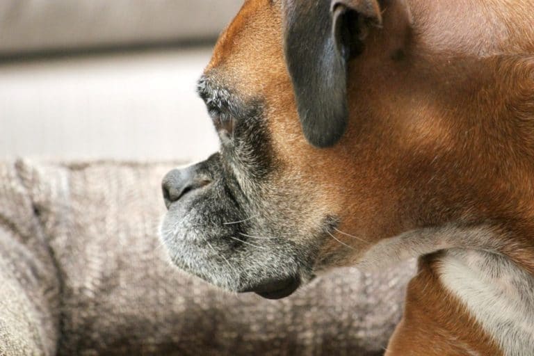 What Breed of Dog Is Right For Your Family