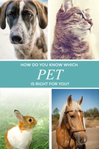 pets graphic