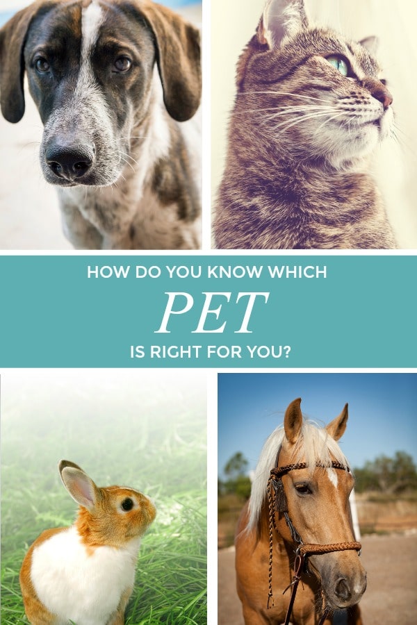 pets graphic