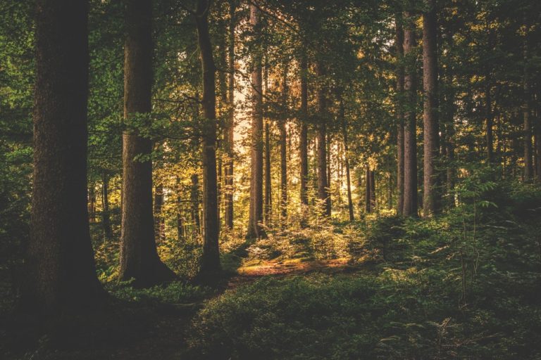 The Ultimate Adventure: How To Survive In The Wild
