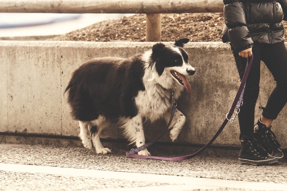 Walking the Dog for Family Exercise