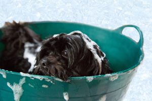 DIY Dry Shampoo for Dogs