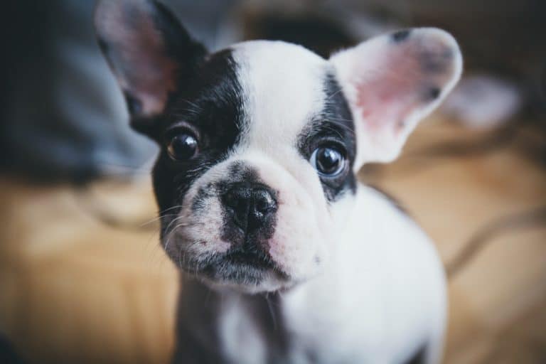 Do you have time for a puppy?