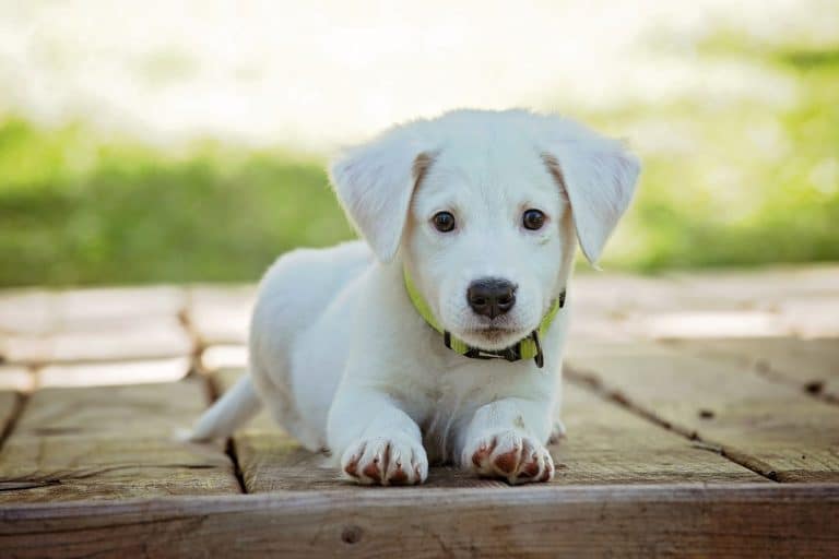 Puppy Potty Training