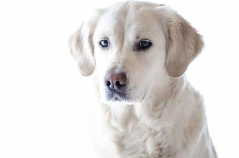 Do you have time to own a dog?