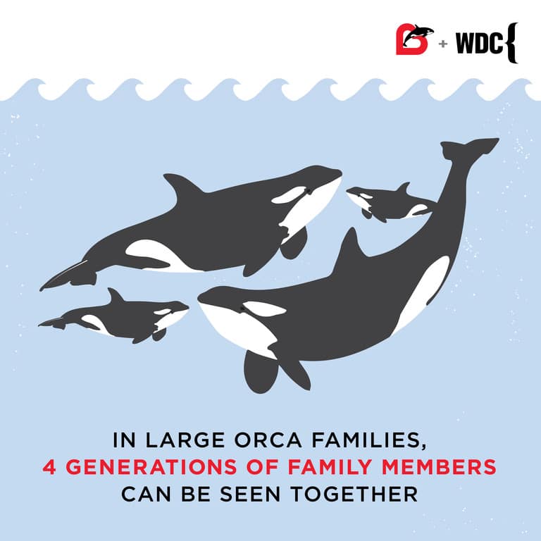 Project Orca