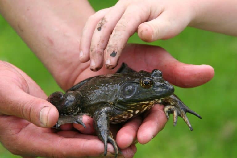 Guest Post: Positive learning for all children through Forest Schools