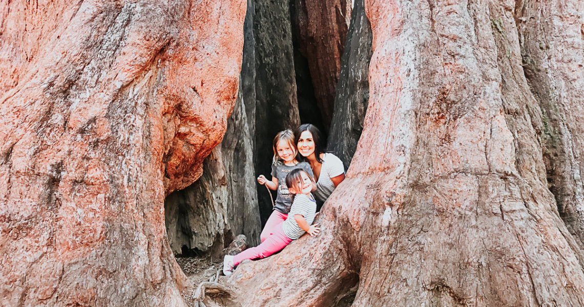 Big Trees State Park Calavaras