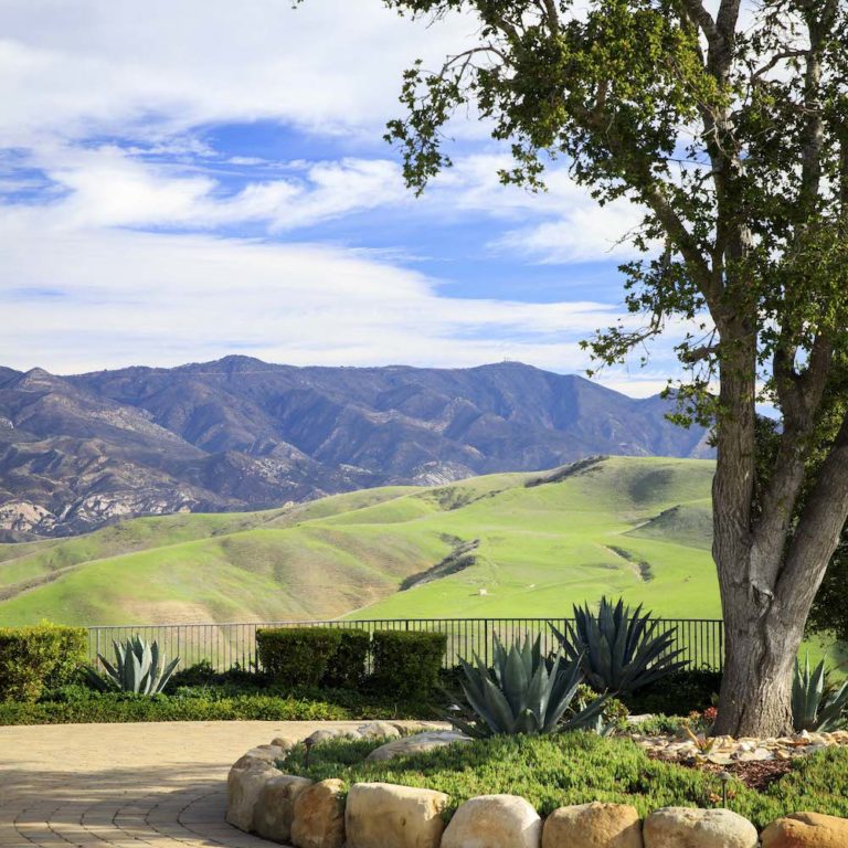 Essential Maintenance Tips for Healthy Trees