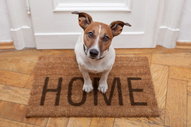 How To Balance College and Being a Pet Parent