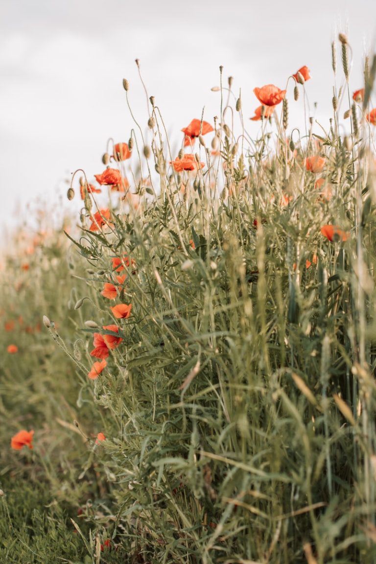 How to Beautify Your Backyard With a Wildflower Garden