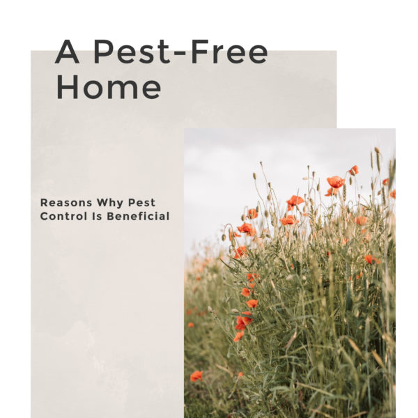 Reasons Why Pest Control Is Beneficial