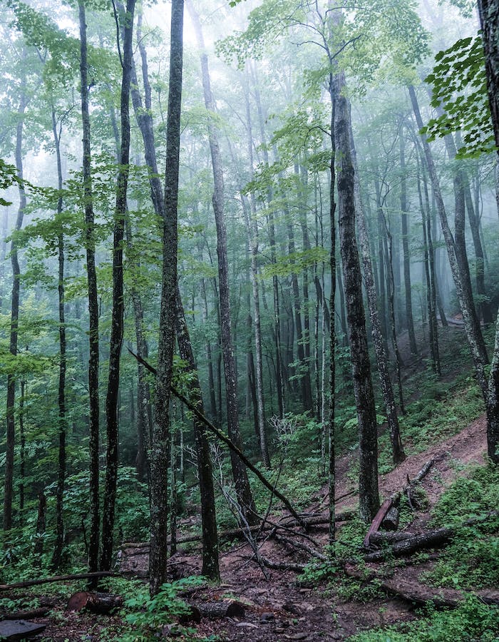 Smoky Mountains, Sevierville, TN