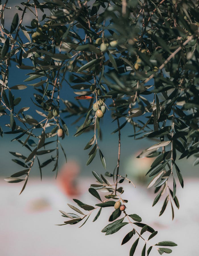 Top 5 Health Benefits of Polyphenol-Rich Olive Oil You Need to Know
