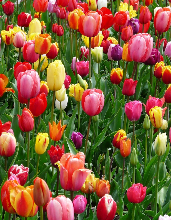 Choosing Flowers to Match One’s Personality: Tulips vs Orchids