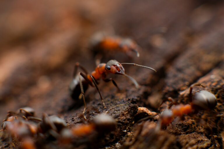 Swift Solutions: Why Speedy Pest Removal Is Essential For A Healthy Home