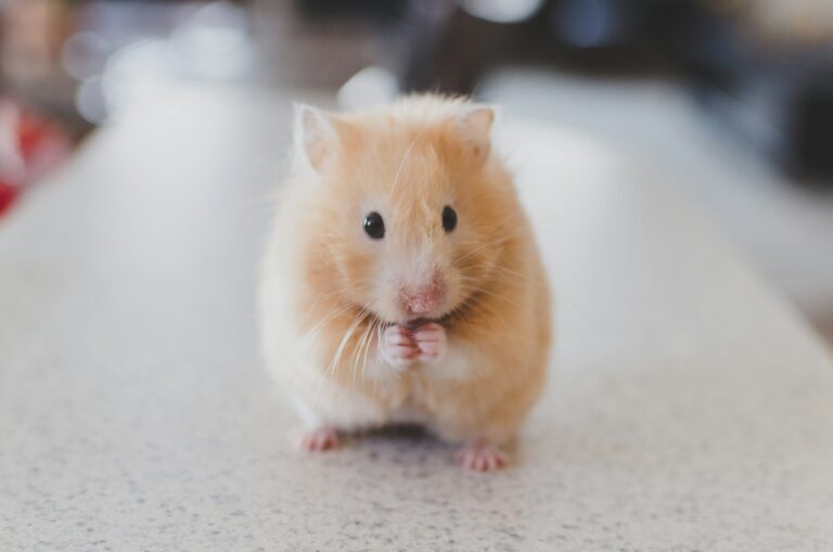 The Great Mouse Debate: Pets vs. Pests