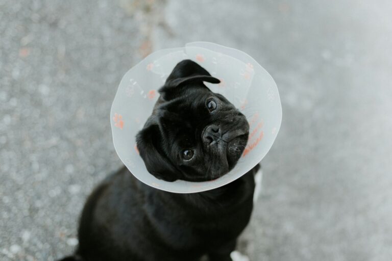 3 Tips To Help Your Dog Get Over Its Fear Of The Vet