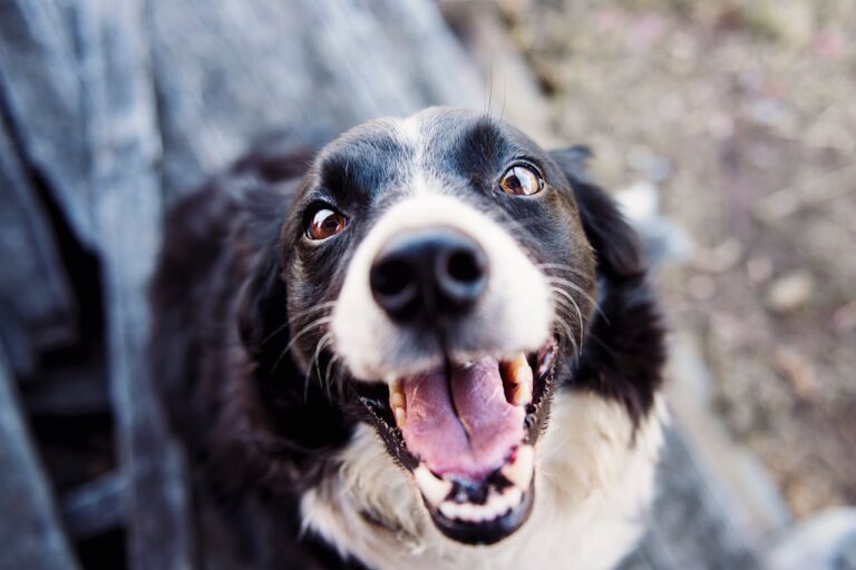 Are You Ready To Become A Dog Owner?