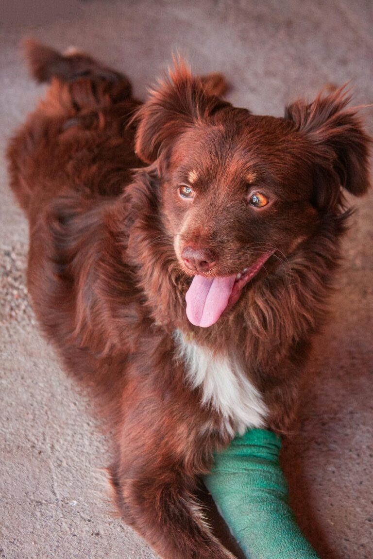 Helping Your Dog Recover from Injury