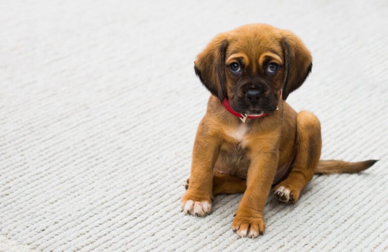 An Essential Checklist For New Dog Owners