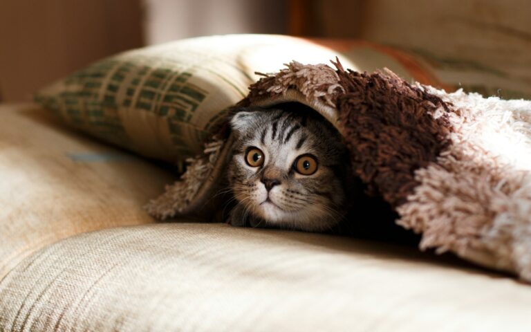Crouching Tiger, Hidden Dragon. Photo of a kitten named William hiding under a plaid