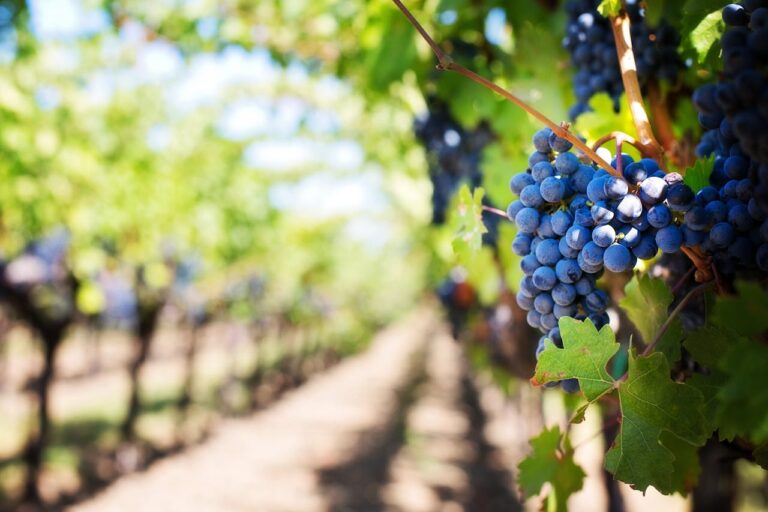 Grapes and vineyard