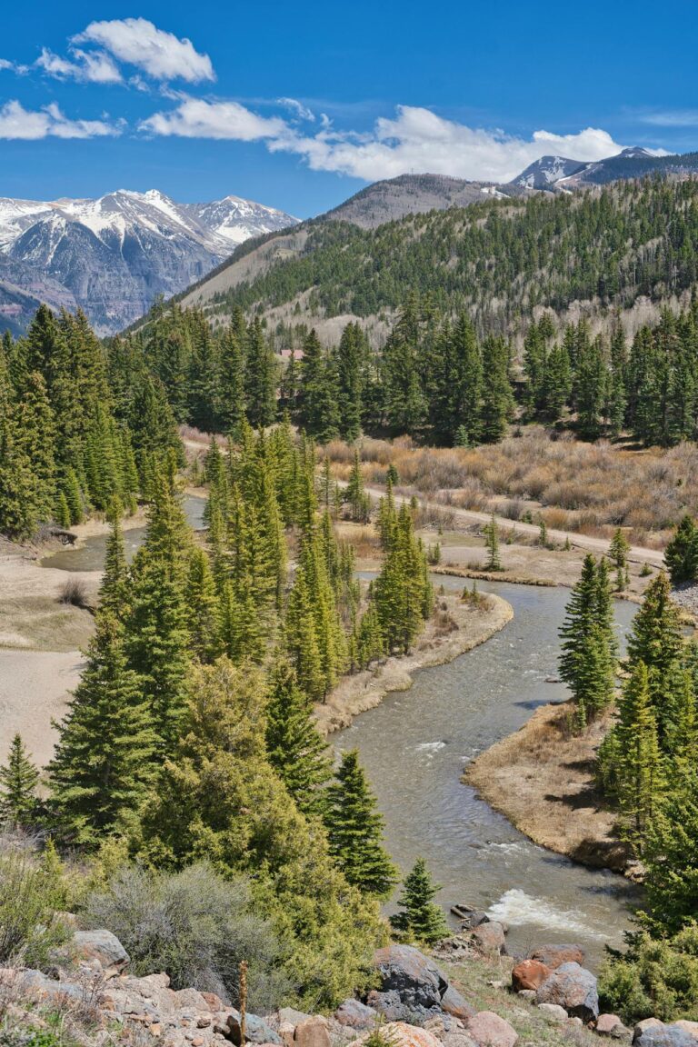 Green Pine Trees Near Mountains in Telluride