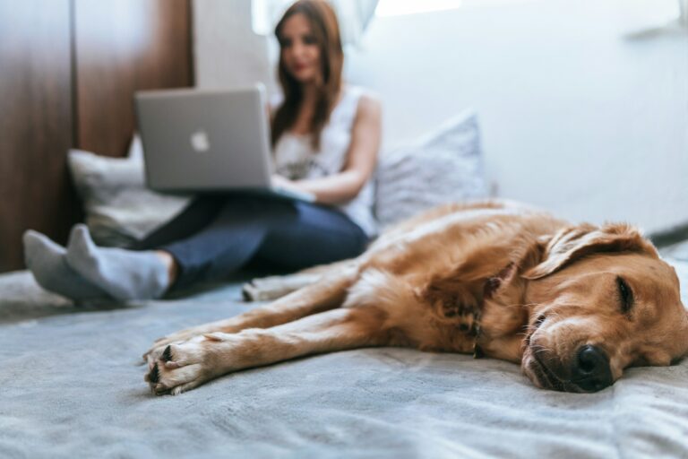 Golden retriever dog laying on bed with human