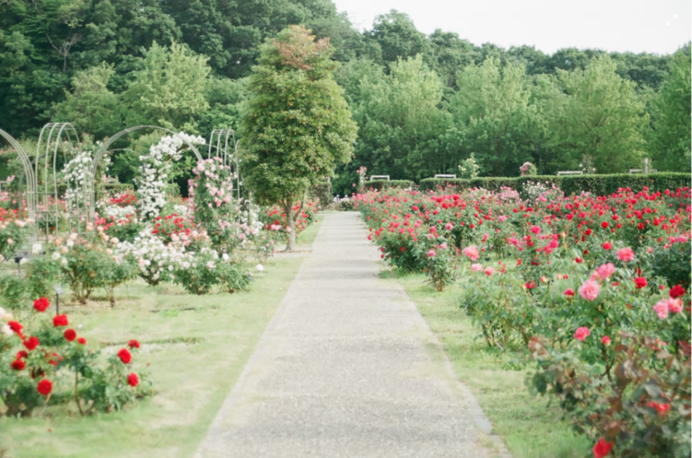 Garden of Roses