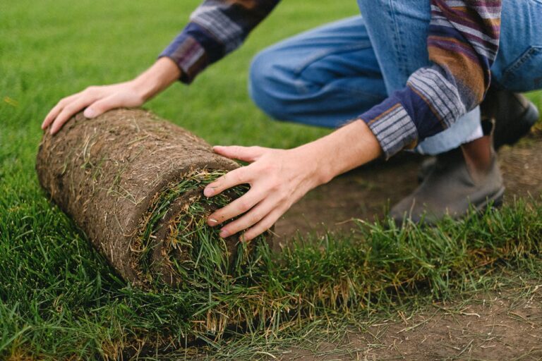 Crop worker laying grass roll